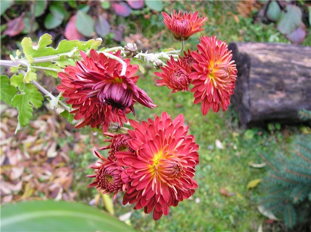 Chrysanthemum